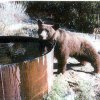 35_ PLM bear